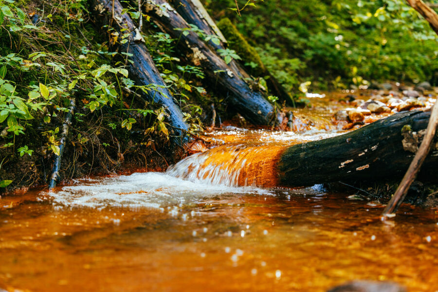 &Scaron;altupių &scaron;ventas &scaron;altinis