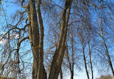 Dignāja 