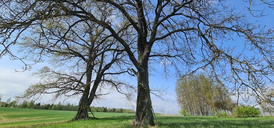 Trešā bruņotā vilciena ozols - dižkokam dod vārdu par godu vēsturiskiem notikumiem