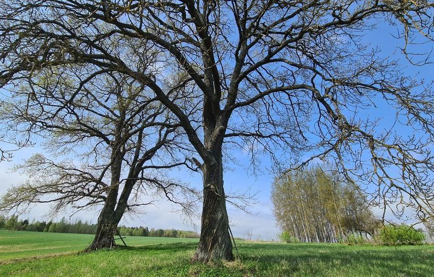Trešā bruņotā vilciena ozols - dižkokam dod vārdu par godu vēsturiskiem notikumiem